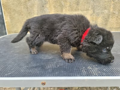 Les chiots de Berger Allemand