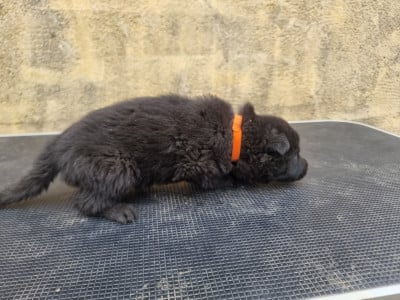 Les chiots de Berger Allemand