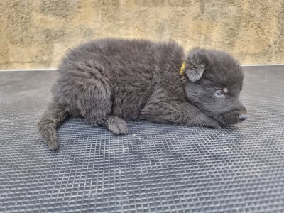 Les chiots de Berger Allemand
