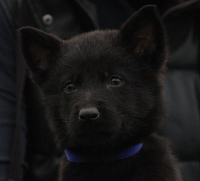 Les chiots de Berger Allemand