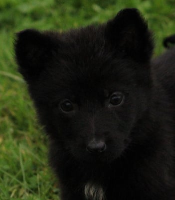 Les chiots de Berger Allemand