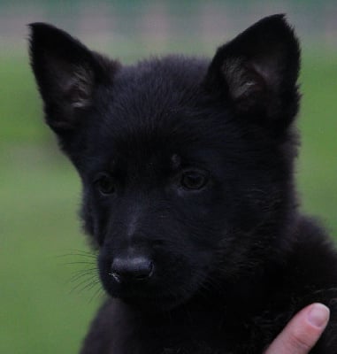 Les chiots de Berger Allemand