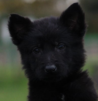 Les chiots de Berger Allemand