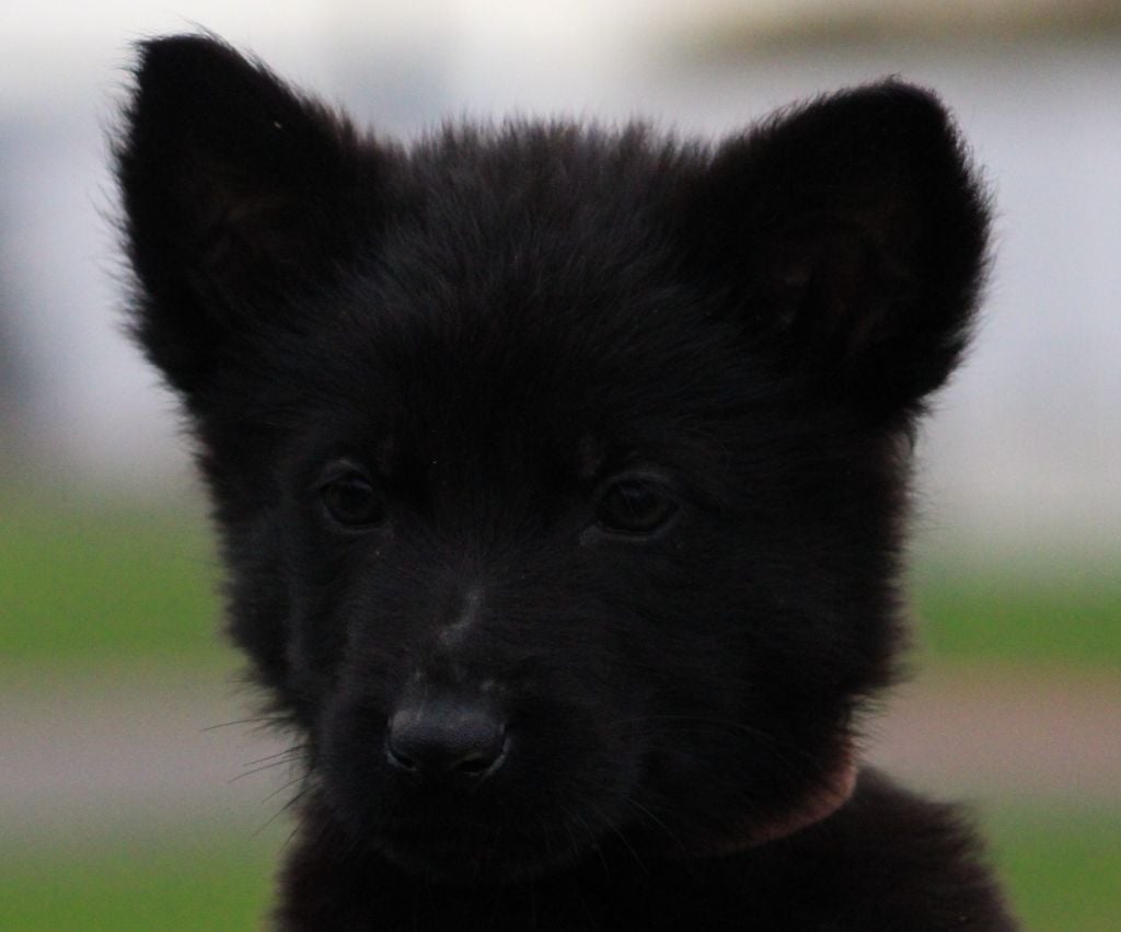 Aron collier Marron - Berger Allemand