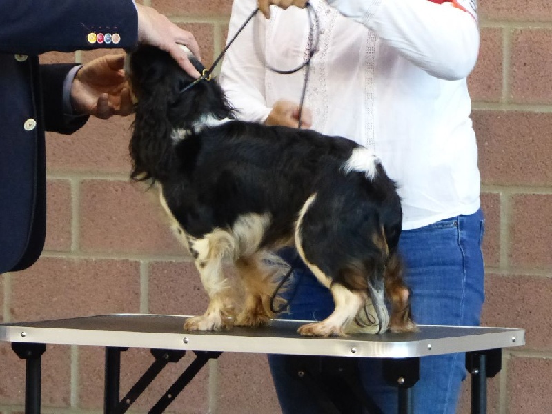 Lolita di loli Des Terres De Bermicourson - 1ère excellente RCAC-RCACIB