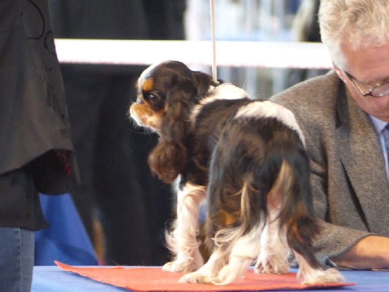 Lolita di loli Des Terres De Bermicourson - 1ère excellent en classe jeune