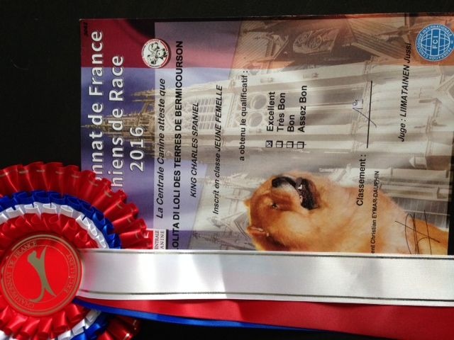 Lolita di loli Des Terres De Bermicourson - 1ère excellent classe jeune