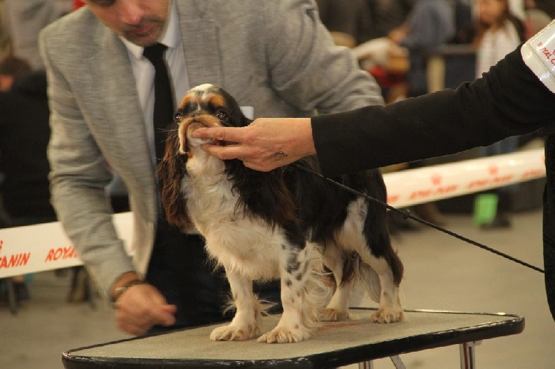 Lolita di loli Des Terres De Bermicourson - 1ère excellent en classe jeune