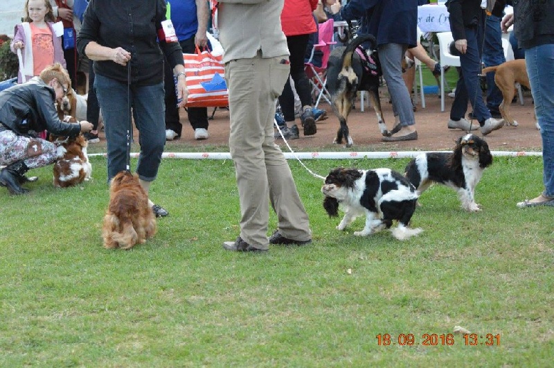 Lolita di loli Des Terres De Bermicourson - 1ère excellent et meilleur jeune
