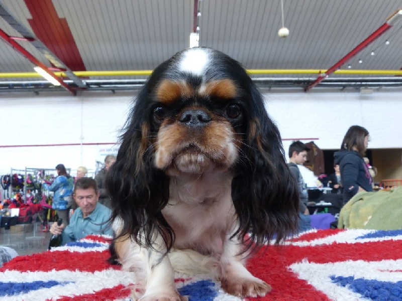 Lolita di loli Des Terres De Bermicourson - 1ère excellente, CAC, meilleur de Race