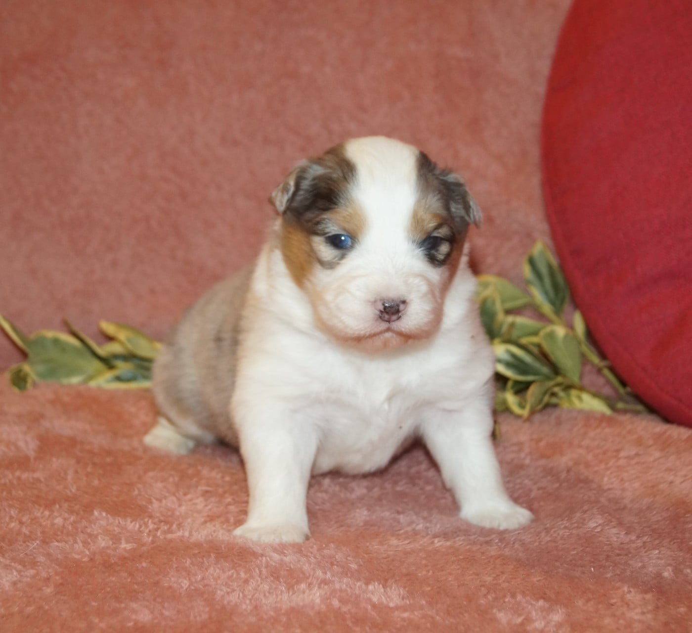 CHIOT femelle BM 2
