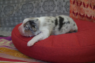 Les chiots de Berger Australien