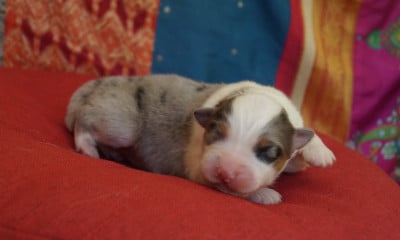 Les chiots de Berger Australien