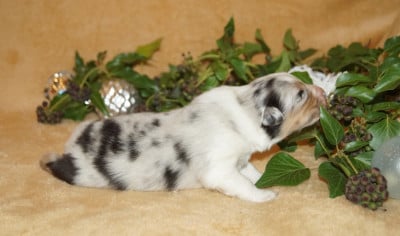 Les chiots de Berger Australien