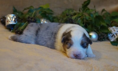 Les chiots de Berger Australien
