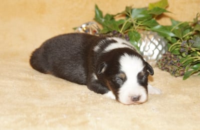 Les chiots de Berger Australien