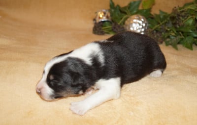 Les chiots de Berger Australien