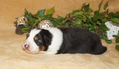 Les chiots de Berger Australien