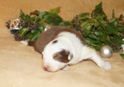 Les chiots de Berger Australien