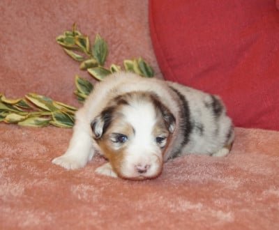 Les chiots de Berger Australien