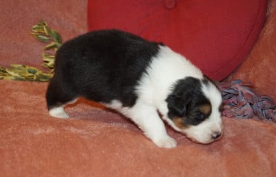 Les chiots de Berger Australien