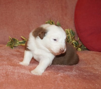 Les chiots de Berger Australien