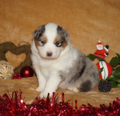 Les chiots de Berger Australien