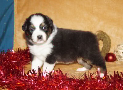 Les chiots de Berger Australien