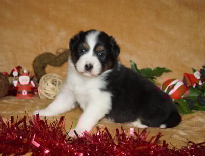 Les chiots de Berger Australien