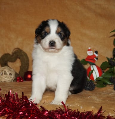 Les chiots de Berger Australien