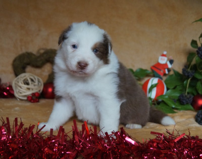 Les chiots de Berger Australien