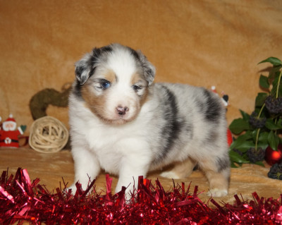 Les chiots de Berger Australien