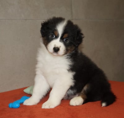 Les chiots de Berger Australien