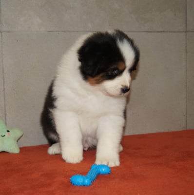 Les chiots de Berger Australien