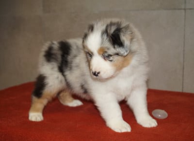 Les chiots de Berger Australien