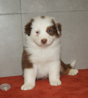 Les chiots de Berger Australien