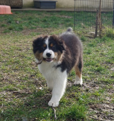 Les chiots de Berger Australien