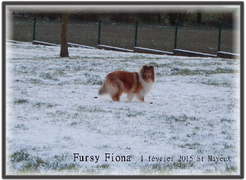 Fursy fiona Of Connemara's Highlands