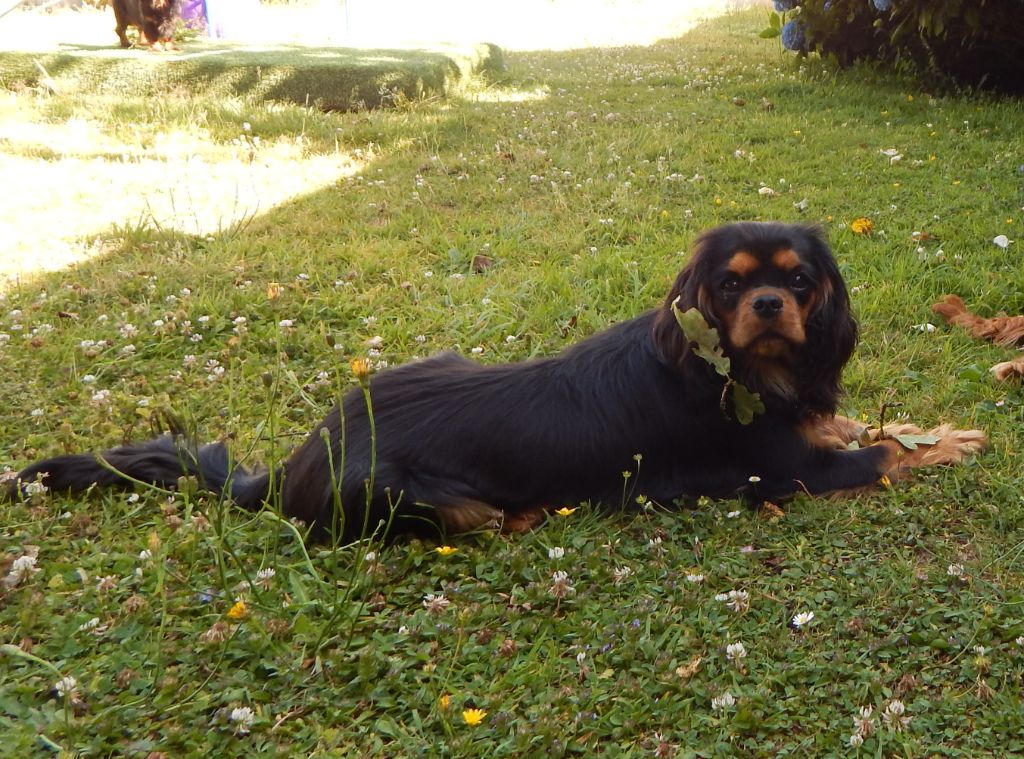 Vik comtesse Des Eternels Charmeurs