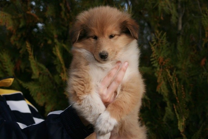 Fursy fiona Of Connemara's Highlands