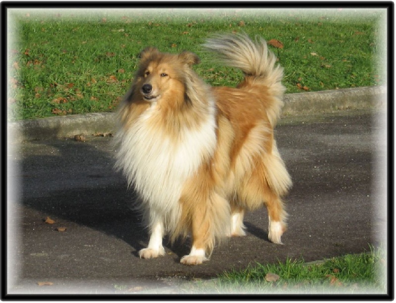Fursy fiona Of Connemara's Highlands