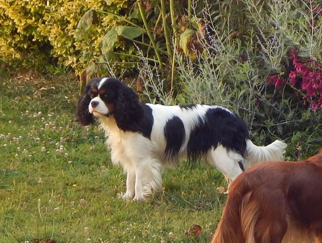 Uilona de la cascade de blangy