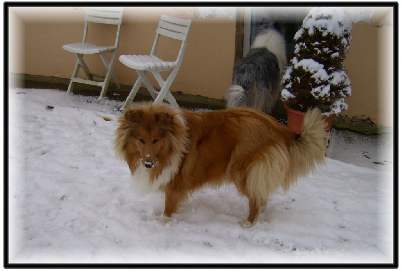 Fursy fiona Of Connemara's Highlands