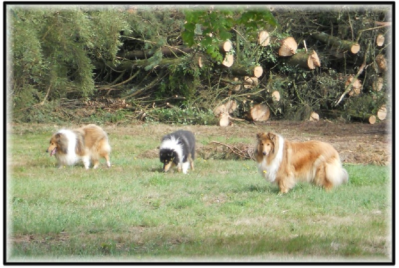 Fursy fiona Of Connemara's Highlands