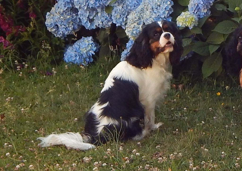 Uilona de la cascade de blangy