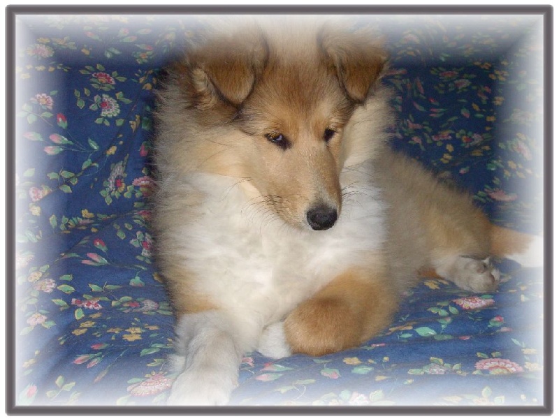 Fursy fiona Of Connemara's Highlands