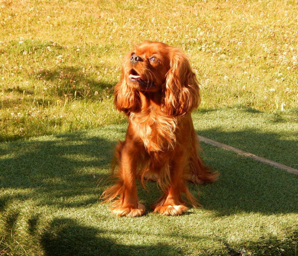 Schweppes (Sans Affixe)