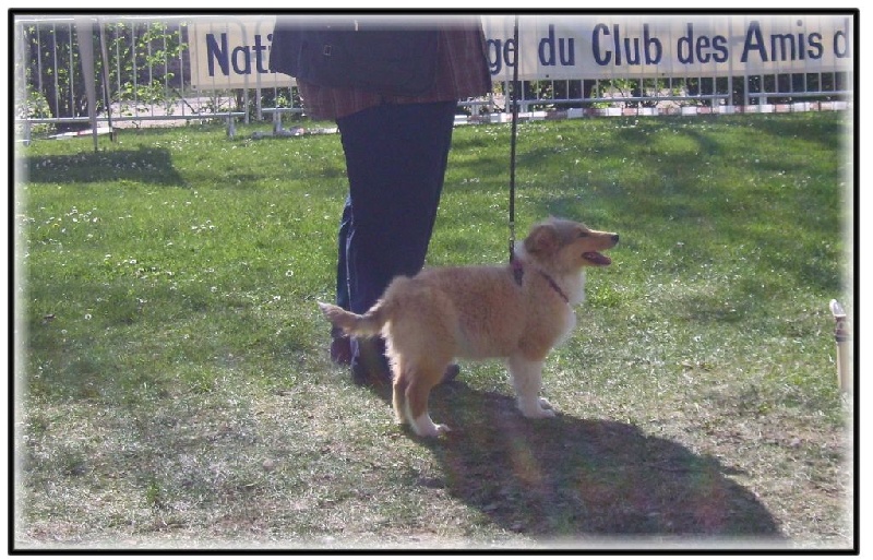 Fursy fiona Of Connemara's Highlands