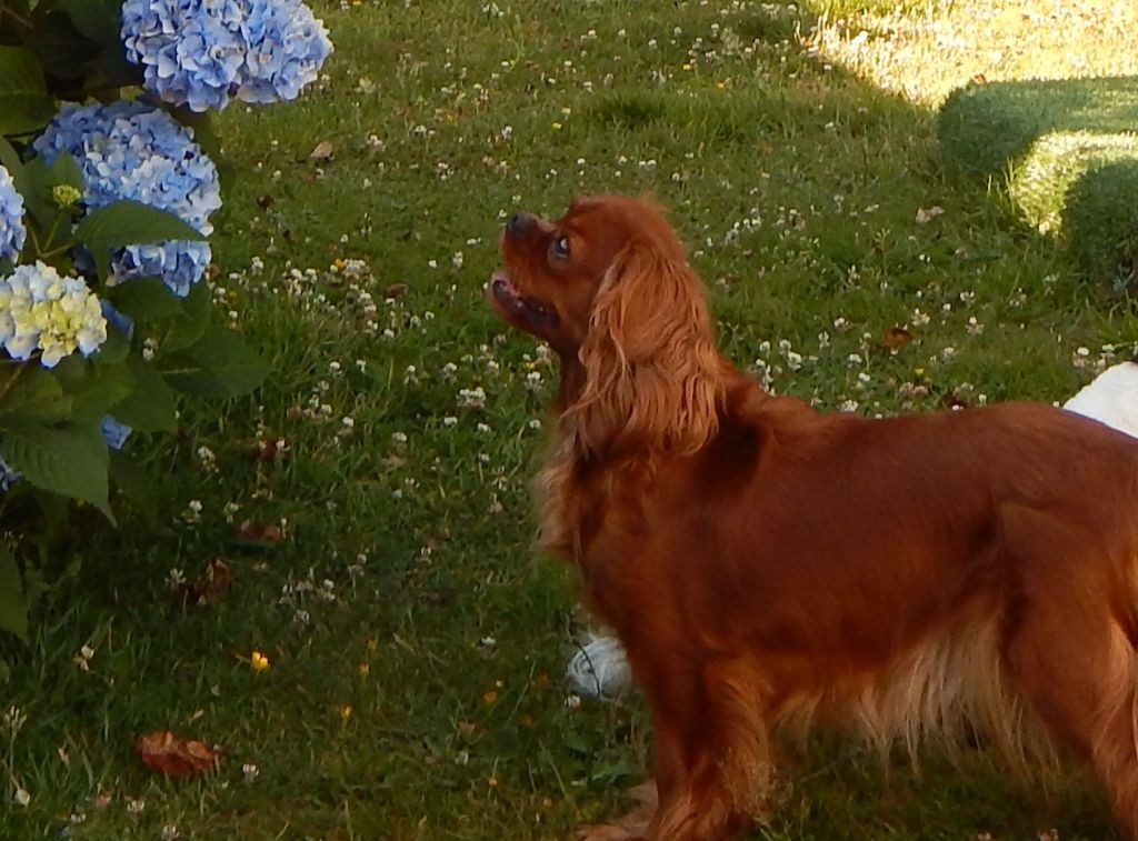 Schweppes (Sans Affixe)