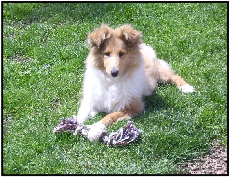 Fursy fiona Of Connemara's Highlands